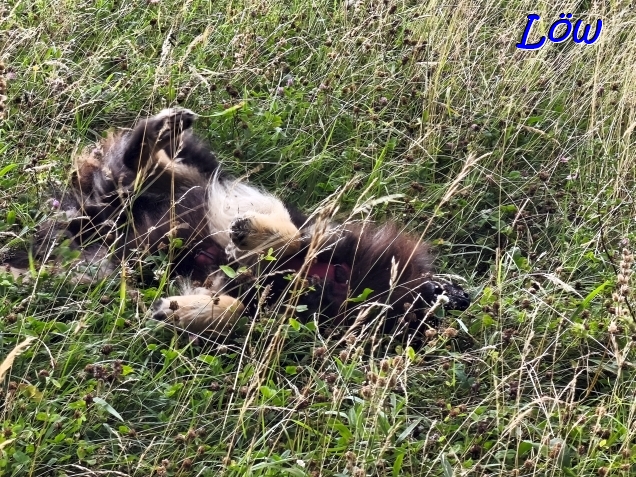 14.7.2025 - Howard im Gras